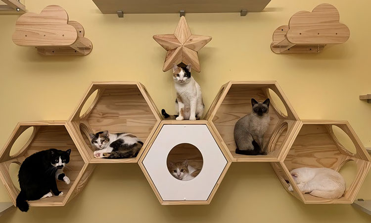 猫専用のお部屋が登場!たくさんの猫と過ごせる新しい民泊が話題に!